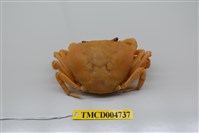 藏品(黃灰澤蟹)的圖片